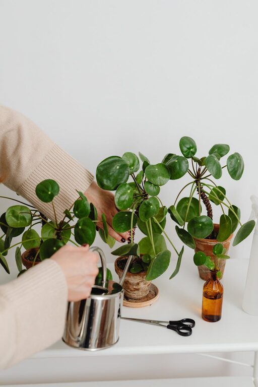 Consejos prácticos para mantener las plantas de interior saludables y felices
