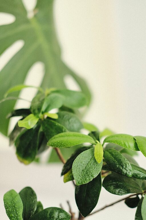 Consejos para mantener plantas de interior saludables durante todo el año